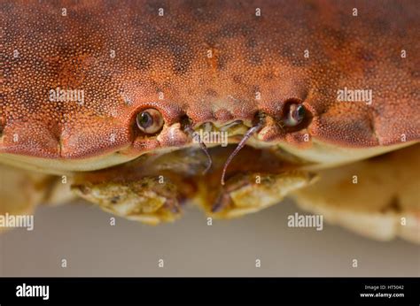 Close up of face, head, Common edible or brown crab, alive, fresh Stock Photo - Alamy