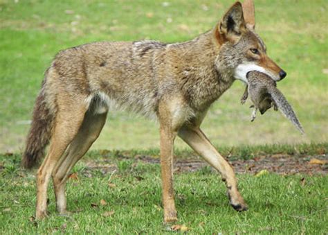 San Diego Canyons Mix Coyotes and House Cats | UrbanEcology.org