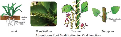 Shoot System Characteristic Features and its Various Types