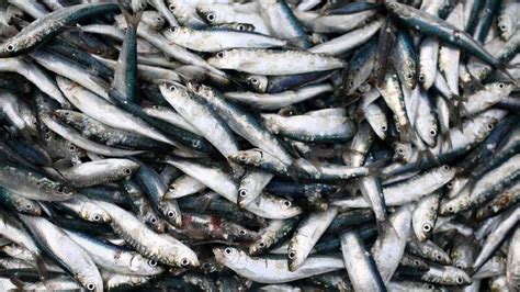 Kenyan university researchers receive grant from EU to boost production of silver cyprinid ...