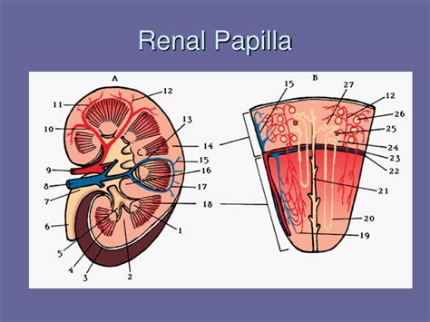 Renal Papilla Anatomy