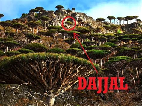 8 Keunikan Pulau Socotra, Tempat Dajjal Dikurung - Rejeki Nomplok