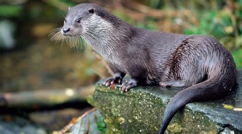 Otter Personality Type Explained. Characteristics of the Otter: Career ...