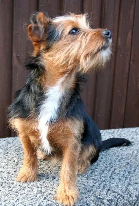 23 Jack Russell Terrier Mixes: Jack Russell Mixes and Pics! | Terrier mix dogs, Yorkie mix ...