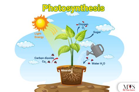 Reactants And Products Of Photosynthesis