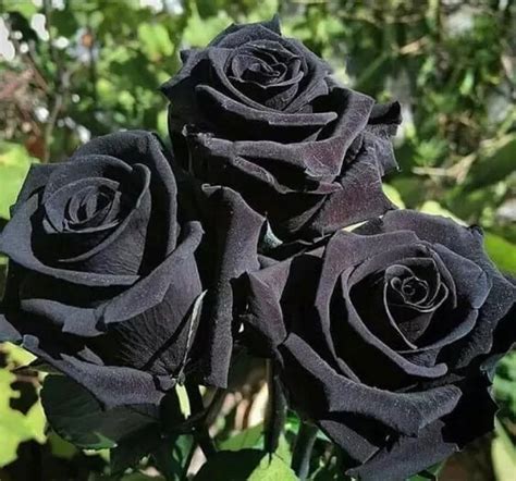 Buy Halfeti Black Rose Rosa halfeti Rare 'plants' Seeds, Turkish Black ...