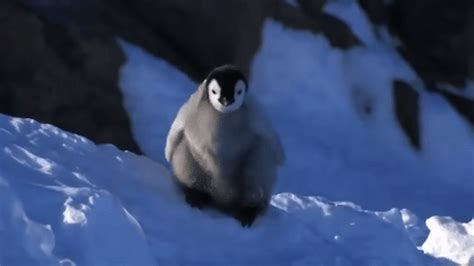 9 Adorably Clumsy Penguins Guaranteed To Brighten Your Monday - Awesome ...