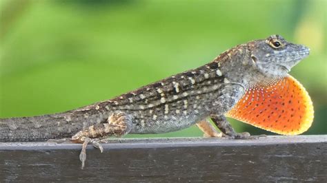 Central Florida Lizards: Anoles, Geckos, and Iguanas. - YouTube