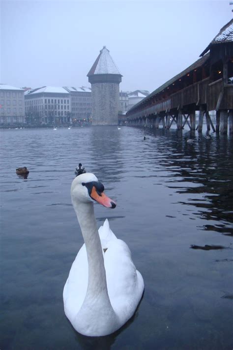 Winter in Lucerne | Smithsonian Photo Contest | Smithsonian Magazine