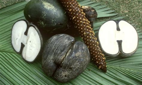 DOUBLE COCONUT ( LODOICEA MALDIVICA) - Kerala Naturals