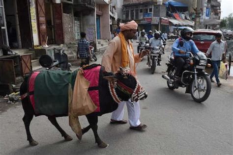 Indian state plans conversion and cow protection laws - UCA News