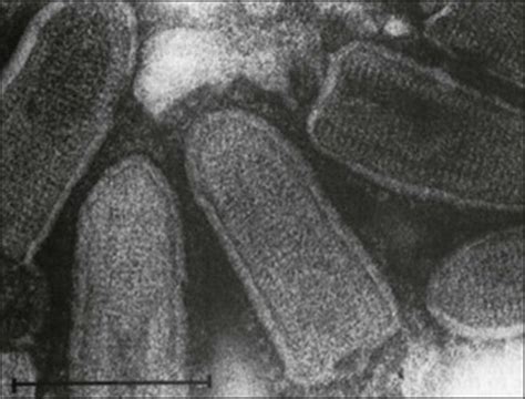 Rhabdoviridae | Veterian Key