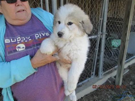 5 Great Pyrenees Puppies for Adoption in Shelbyville - Puppies for Sale Near Me