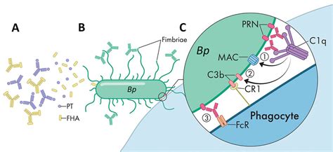 Figure 1 - Pertactin-Deficient Bordetella pertussis, Vaccine-Driven Evolution, and Reemergence ...