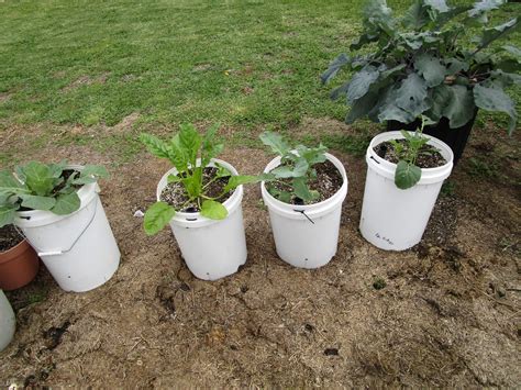 Container Vegetable Gardening