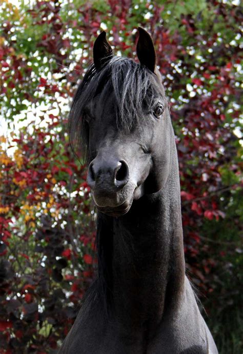 Black Arabian Horse Images