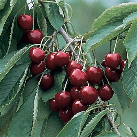 Blackgold® Sweet Cherry - Cherry Trees - Stark Bro's