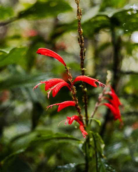 Santa Elena Cloud Forest Reserve: An Enchanting Wonderland | The Spunky ...