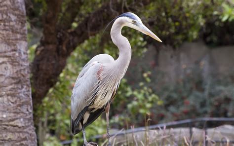 Great Blue Heron Bird Wallpapers - 3D HD Wallpapers