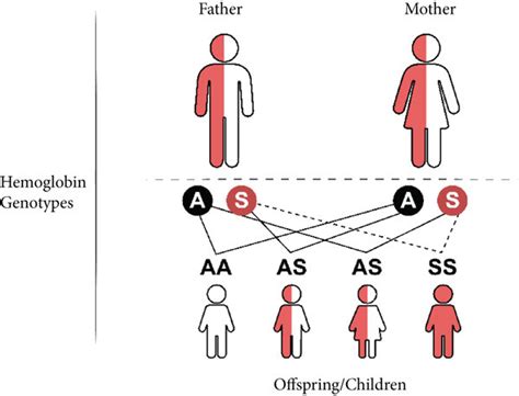 Inheritance of sickle cell disease. In a scenario where both parents ...