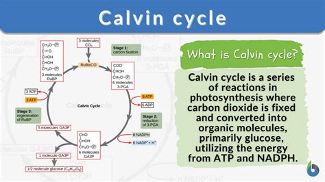 Calvin cycle - Definition and Examples - Biology Online Dictionary