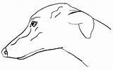 Greyhound How To Draw A Face Sketch Coloring Page sketch template