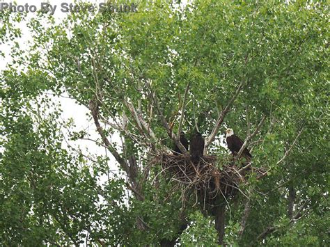 Bald Eagle - East Cascades Audubon Society