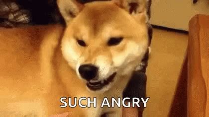 Dog Angry GIF - Dog Angry Mad - Discover & Share GIFs | Angry, Dogs ...