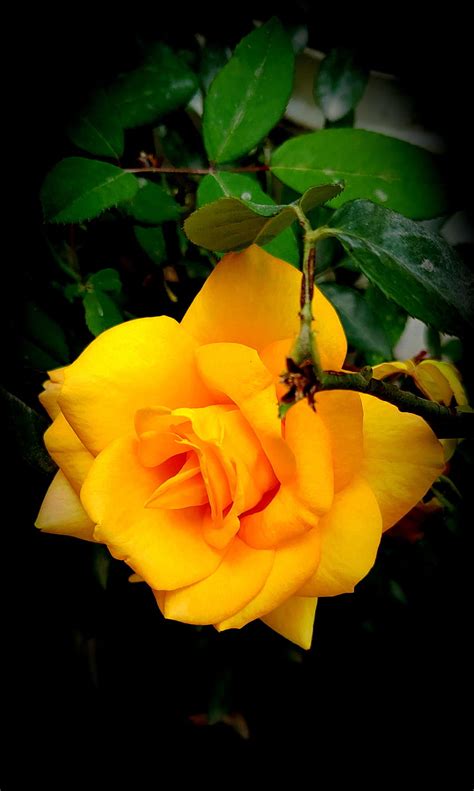 86 Wallpaper Hd Yellow Rose free Download - MyWeb