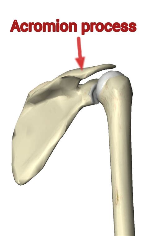 Acromion Process | mindbodysoulful | Process, Yoga anatomy, Physical ...