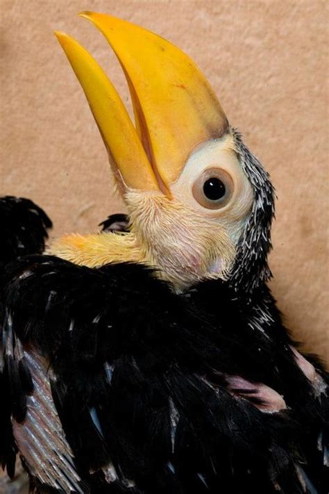 Toco Toucan Chicks - A ZooBorns First! | Toucans, Toco toucan, Baby toucan