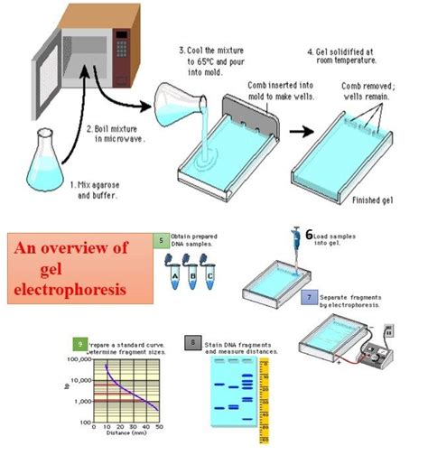 Gel electrophoresis: Types, introduction and their applications | Study biology, Clinical ...