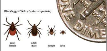 One Health and Disease: Tick-Borne Disease (U.S. National Park Service)