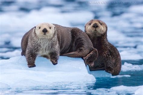 Sea Otters. Photo by Photographer Roman ''Terrise | Animals, Animals wild, Otters