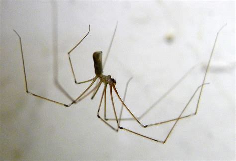 Pholcidae (cellar spiders) Archives - SpiderHugger