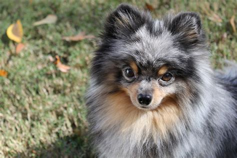 Chocolate Merle Pomeranian Raisin | Dog Breeds Picture