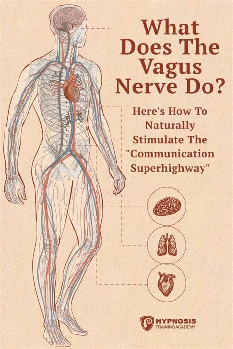 What Does The Vagus Nerve Do? Discover How To Naturally Stimulate The “Communication ...