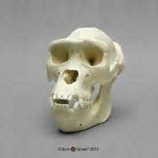 Gigantopithecus blacki Skull and Jaw "Reconstruction" - Bone Clones - Osteological Reproductions