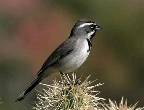 iNaturalist.org · Birds of Death Valley