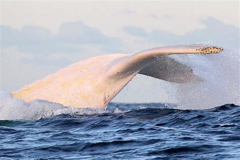 Migaloo: Sightings of famous white whale likely to become rarer, expert says - ABC News