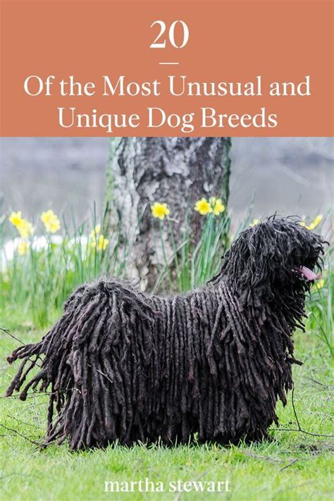 23 Unique Dog Breeds You'll Want As Your Pet | Unique dog breeds, Dog breeds list, Pet breeds