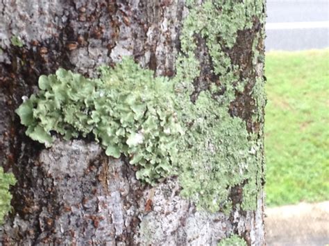 lichen | Gardening in the Panhandle