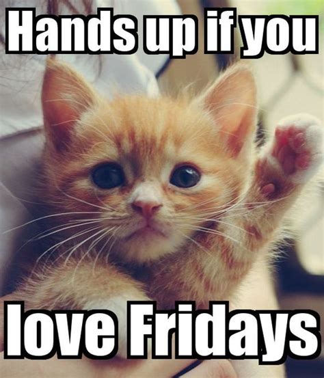 paws up!!٩🐱۶ | Happy memes, Funny friday memes, Happy friday meme