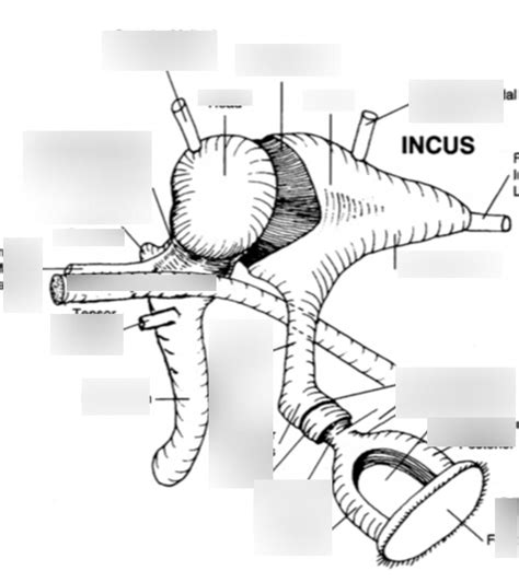 ossicles Diagram | Quizlet