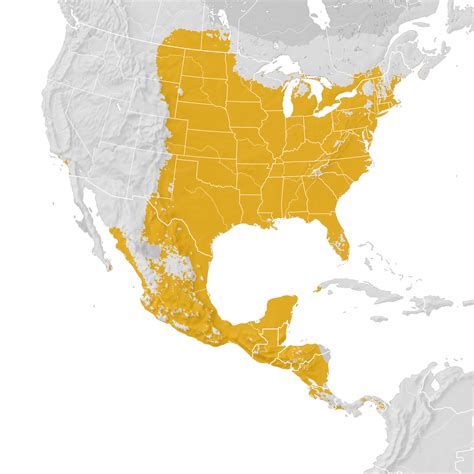 Orioles Migration Map 2024 - Dodi Nadeen