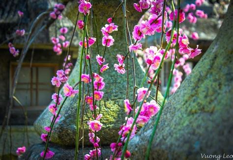 10+ pictures show the beauty of the plum blossom season in Japan ...