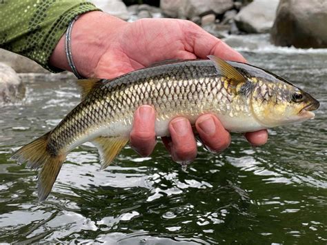 Mountain Mullet | Mexican Fish.com