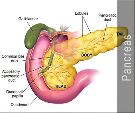 Pancreas Diagram Labeled