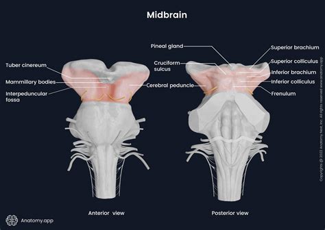 Midbrain | Encyclopedia | Anatomy.app | Learn anatomy | 3D models, articles, and quizzes