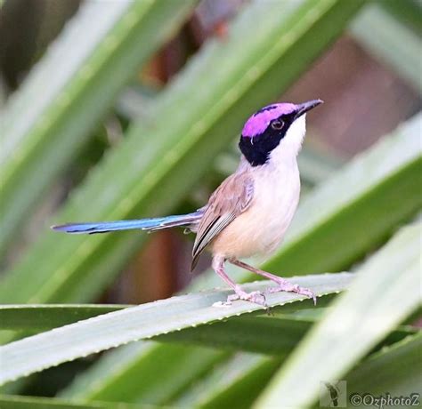 Purple Crowned fairy Wren | Australian birds, Purple crown, Birds